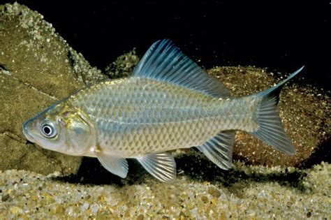 Cyprinid Fish .